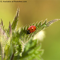 Buy canvas prints of ladybird on nettle by keith sutton
