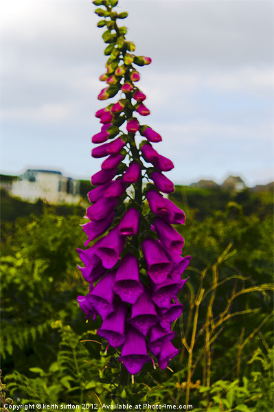 digitalis Picture Board by keith sutton