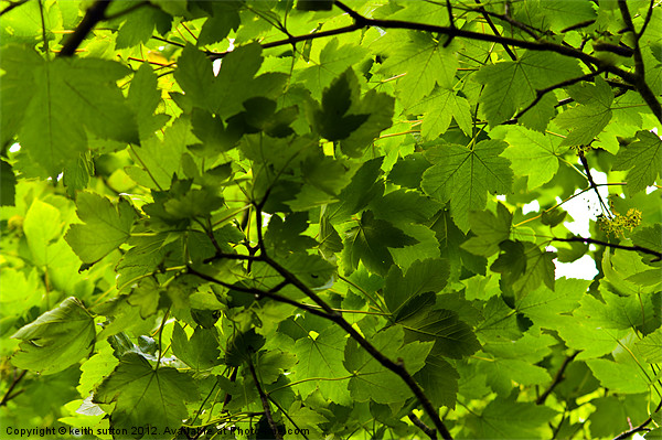summer leaves Picture Board by keith sutton