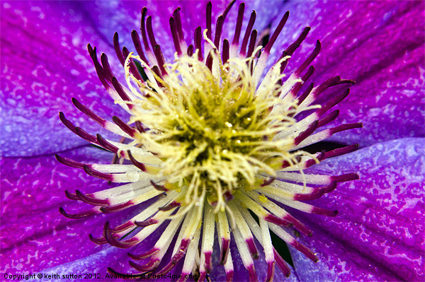 clematis Picture Board by keith sutton