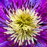 Buy canvas prints of clematis by keith sutton
