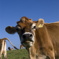 Buy canvas prints of happy cow by keith sutton