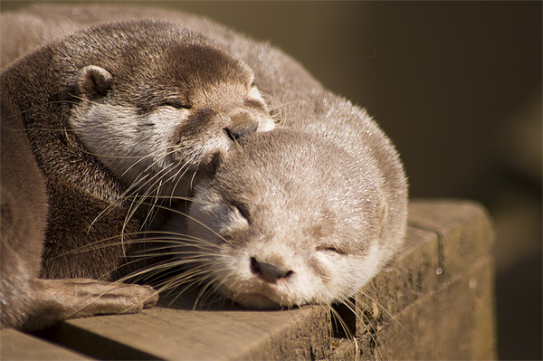 sleeping otters Picture Board by keith sutton