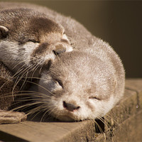 Buy canvas prints of sleeping otters by keith sutton
