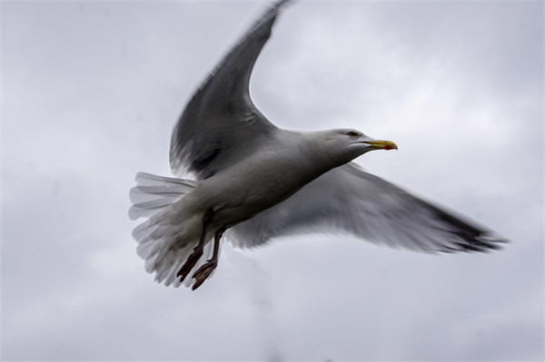 Gull Picture Board by keith sutton