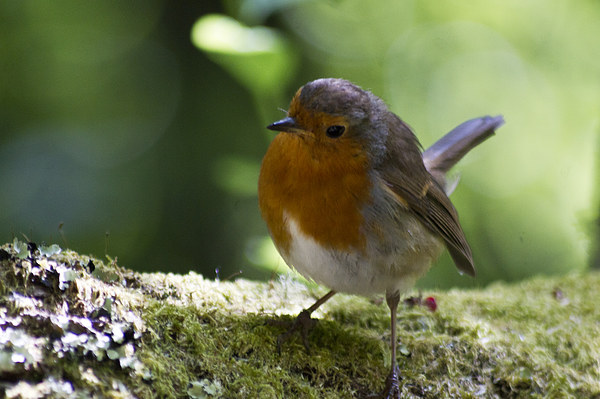 robin Picture Board by keith sutton