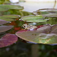 Buy canvas prints of frog on a lilly by keith sutton
