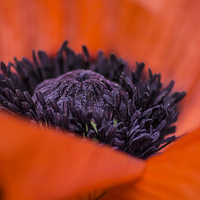 Buy canvas prints of  poppy by keith sutton