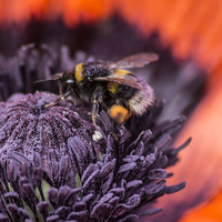 Buy canvas prints of  poppy and bee by keith sutton