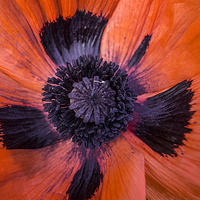 Buy canvas prints of  poppy 4 by keith sutton