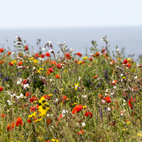 Buy canvas prints of  poppies at pentire by keith sutton
