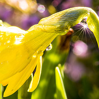 Buy canvas prints of starburst dewdrop by keith sutton