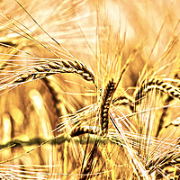 Buy canvas prints of wheat by keith sutton