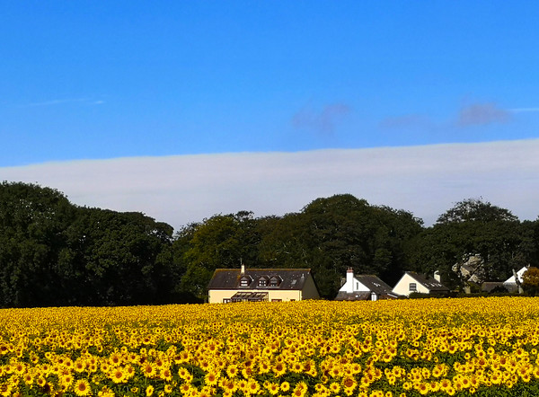 field of gold Picture Board by keith sutton