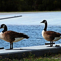 Buy canvas prints of geese on new river landing by timothy jankowski