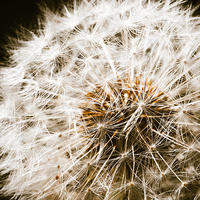Buy canvas prints of Dandelion Seedhead by Dave Cullen