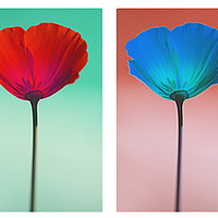 Buy canvas prints of Funky Poppies by Dave Cullen