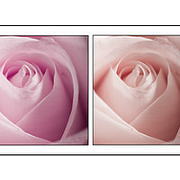 Buy canvas prints of Roses in Pastels by Dave Cullen