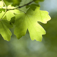 Buy canvas prints of Summertime Leaves by Paul Fisher