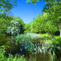 Buy canvas prints of Fermyn Woods Pond by Paul Fisher