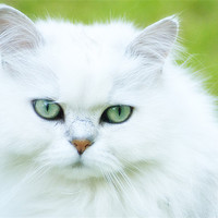 Buy canvas prints of Persian Cat by Paul Fisher