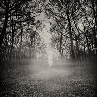 Buy canvas prints of Haunted Wood by Paul Fisher