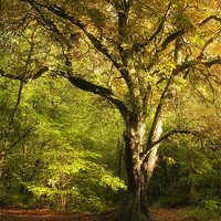 Buy canvas prints of Autumn in Salcey Forest by Paul Fisher