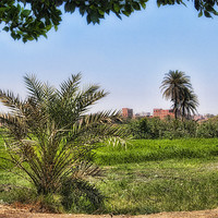 Buy canvas prints of Cairo Green Oasis by Paul Fisher
