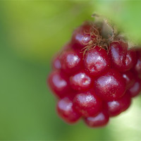 Buy canvas prints of Unripe Blackberry by Paul Fisher