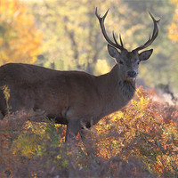 Buy canvas prints of Autumnal Stag by Martin Billard