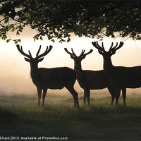 Buy canvas prints of Stags In Silhouette by Martin Billard