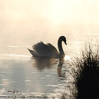 Buy canvas prints of Swan at Dawn by Martin Billard