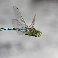 Buy canvas prints of  Emperor Dragonfly In Flight by Martin Billard