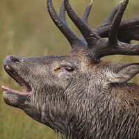 Buy canvas prints of  Red Stag up close by Martin Billard