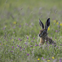 Buy canvas prints of Hare In The Meadow by Martin Billard