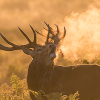 Buy canvas prints of Red Stag At Dawn by Martin Billard