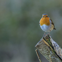 Buy canvas prints of  A little Robin by Andrew Richards