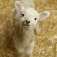 Buy canvas prints of  Baby Lamb by Andrew Richards