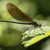 Buy canvas prints of  Dragonfly  by Andrew Richards