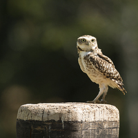 Buy canvas prints of  Burrowing owl by Andrew Richards