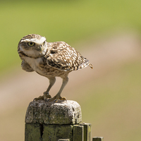 Buy canvas prints of  Burrowing owl by Andrew Richards