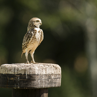 Buy canvas prints of  Burrowing owl  by Andrew Richards