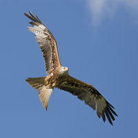 Buy canvas prints of  Red kite by Andrew Richards