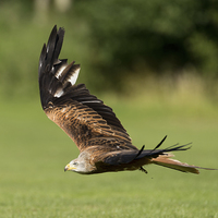 Buy canvas prints of  A red kite  by Andrew Richards