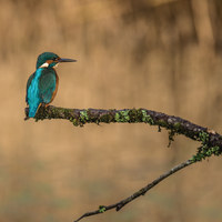Buy canvas prints of The kingfisher by Andrew Richards