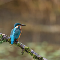 Buy canvas prints of Kingfisher by Andrew Richards