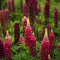 Buy canvas prints of Lupins by Andrew Richards