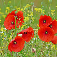 Buy canvas prints of Red Poppies And Rapeseed by Noreen Linale