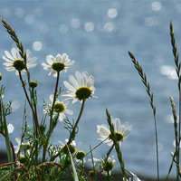 Buy canvas prints of Daisies By The Sea by Noreen Linale