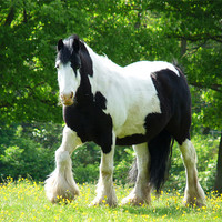 Buy canvas prints of Piebald Heavy Horse by Noreen Linale